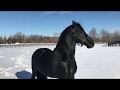 Beautiful Stallion Frolics in the Snow