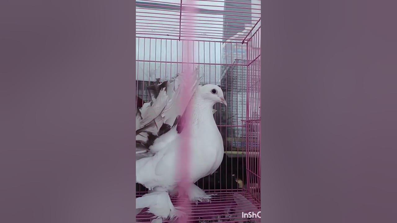 Vellai pura ondru ... by Ilayaraja, KJY &🕊️🕊️🕊️ S.Janaki(Puthukavithai 1982)💞💕🕊️🕊️🕊️🕊️🕊️