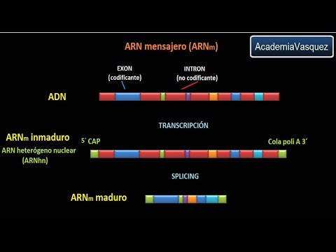 Vídeo: Diferencia Entre ARNm Monocistrónico Y Policistrónico