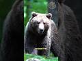 Bears Can Actually Trick Humans?#bear #wildlife #foryou
