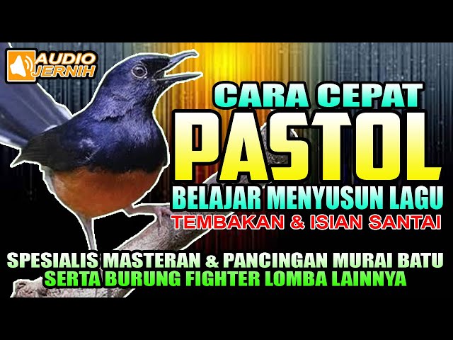 CARA CEPAT PASTOL BELAJAR MENYUSUN LAGU & MELATIH NAFAS PANJANG  || Materan murai batu || Shama Bird class=