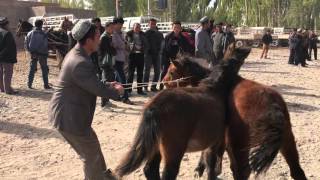 Mercato degli animali a Kashgar - 4