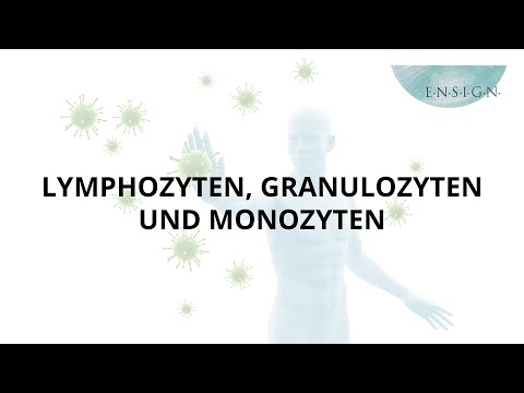 Video: Unterschied Zwischen Monozyten Und Lymphozyten
