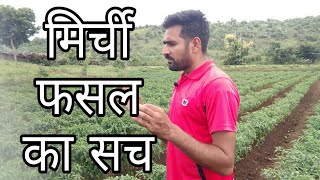 मिर्ची की फसल का सच जाने। Cultivation of Chilly।Chilly Virus Control।Pest of Chilly।Chilly Diseases