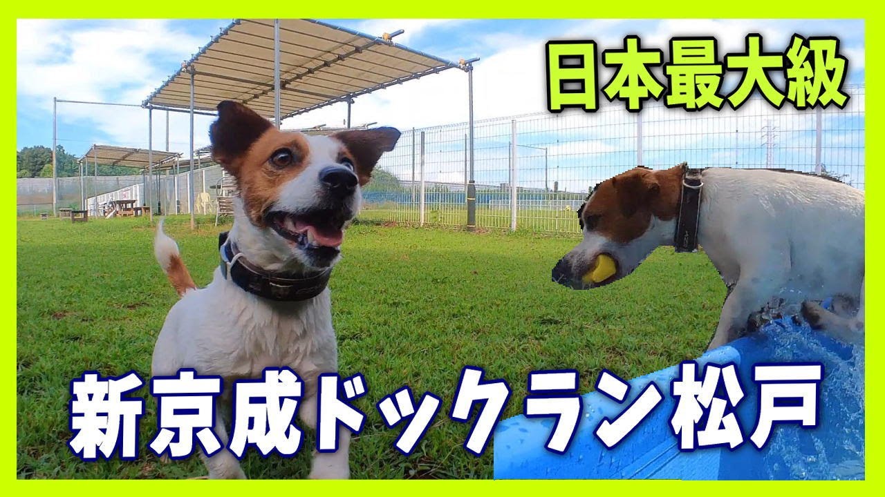 新京成ドッグラン松戸 日本最大級の ドッグラン へ行ってみた ジャックラッセルテリア Youtube 新京成ドッグラン松戸 日本最大級の ドッグラン へ行ってみた ジャックラッセルテリア Youtube