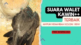 SUARA PANGGIL WALET KAWIN JERNIH DAN KENCANG | FREE DOWNLOAD