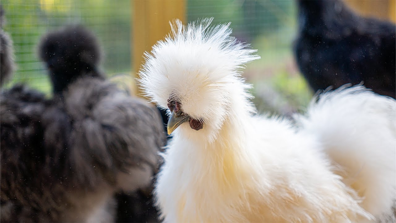 LIVE Bantam Silkie ASMR Chicken Coop