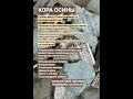 У ВАС ОНКОЛОГИЯ!?ПОМОЖЕТ КОРА ОСИНЫ!