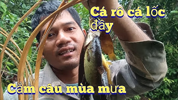 cắm câu cá rô,cá lốc mùa mưa||quăn vlog