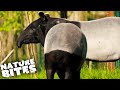 Malayan Tapirs Struggle to Mate | The Secret Life of the Zoo | Nature Bites