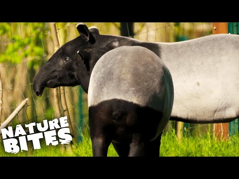 Wideo: Tapir to Tapir nizinny