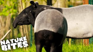Malayan Tapirs Struggle to Mate | The Secret Life of the Zoo | Nature Bites