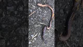 閲覧注意 軟体動物死闘ミミズvsヒル Youtube