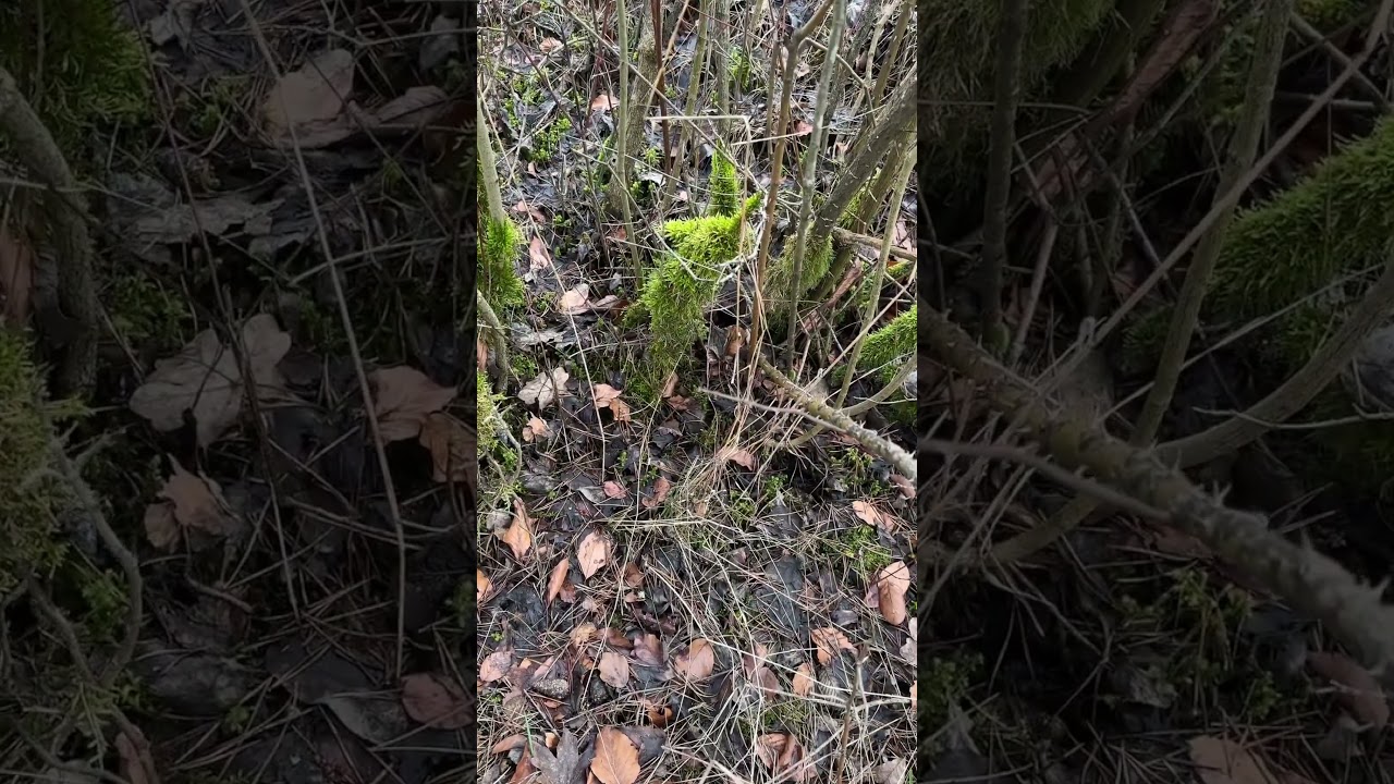 Мхи и лишайники