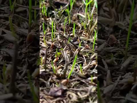 FESCUE grass seed germination after 6 days - FALL overseed update - 1st sprouts