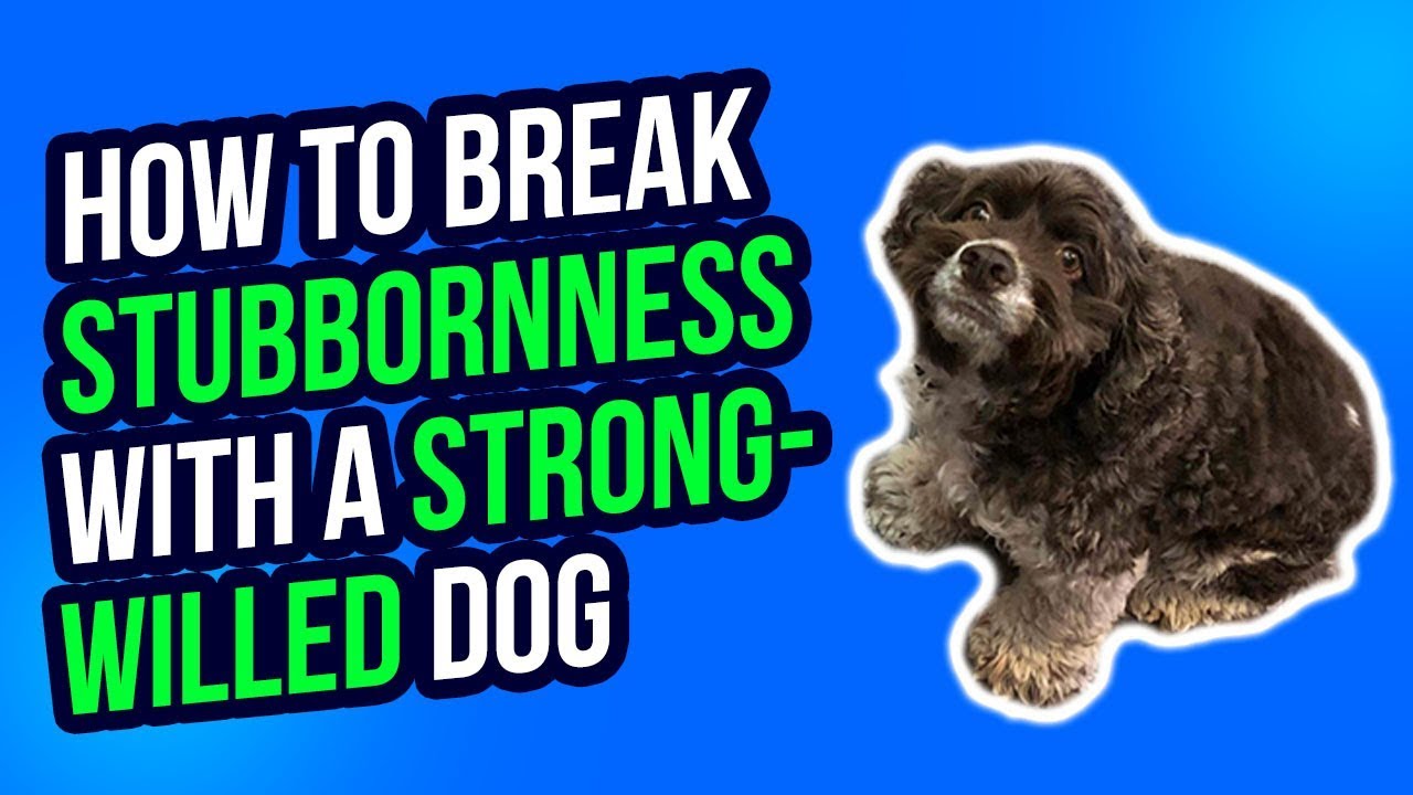 HOW TO BREAK STUBBORNNESS WITH A STRONG-WILLED DOG