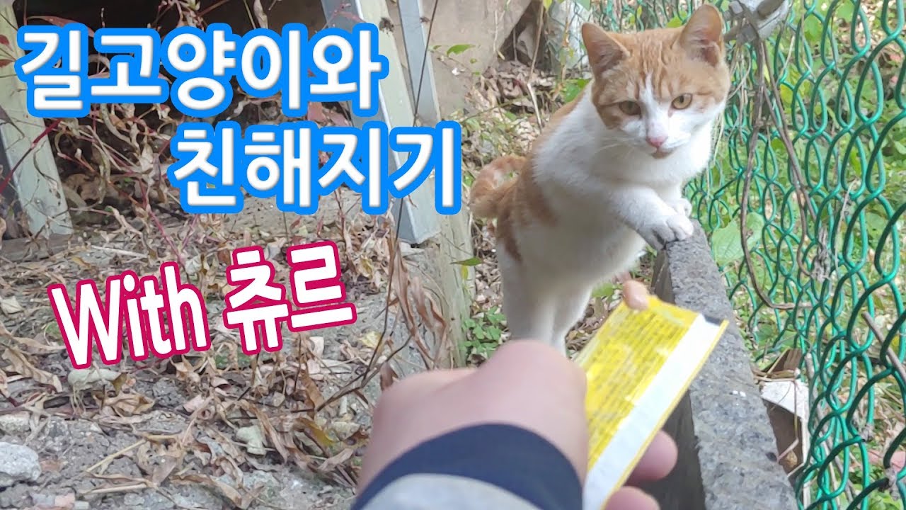 츄르로 길고양이 친해지기 도전! - Youtube