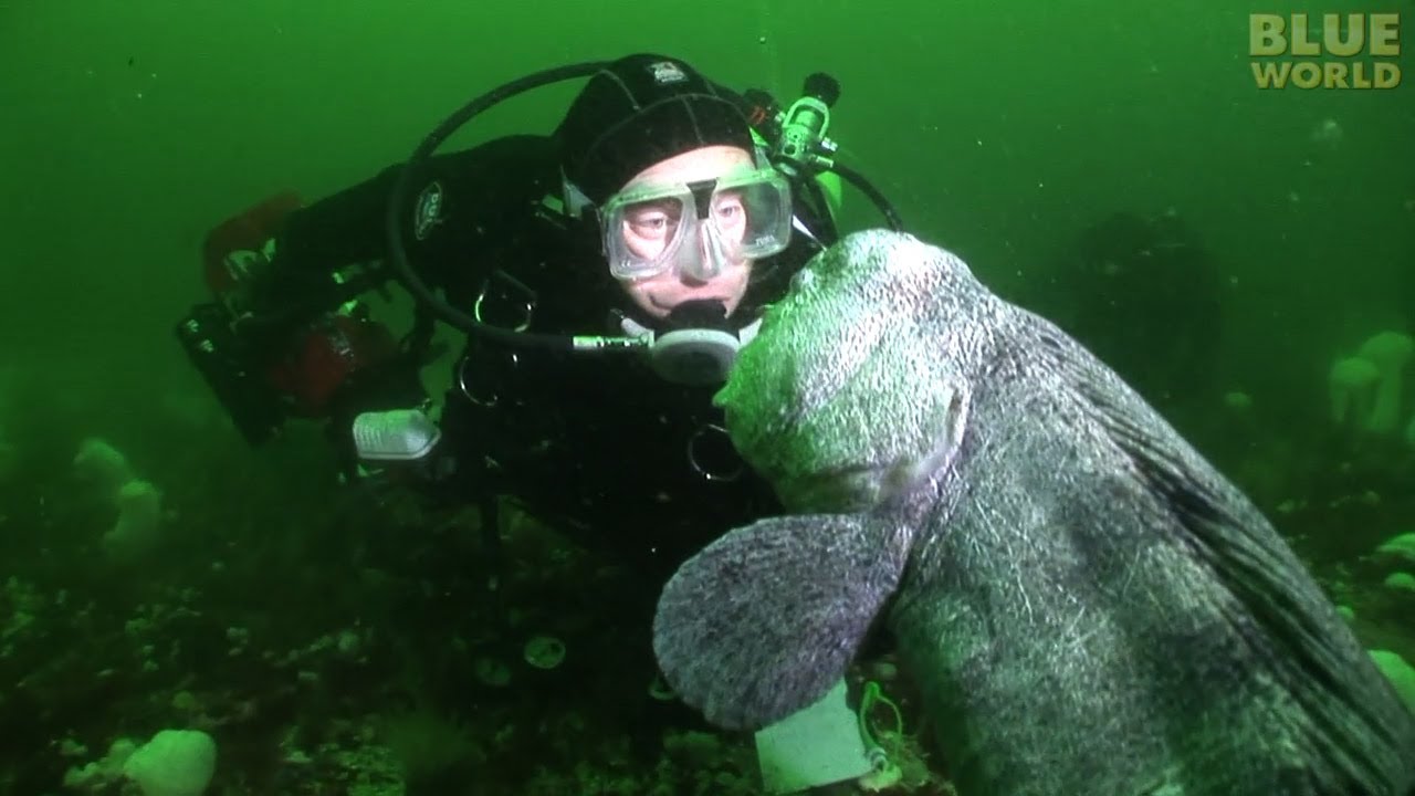 largest wolf eel