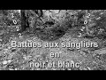 Vous allez voir une vidéo de chasse aux sangliers en noir et blanc