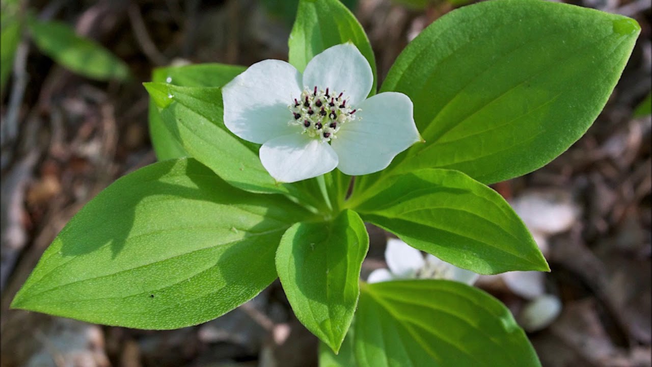 Cornus canadensis - YouTube.