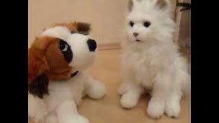 Barry White - CAT   DOG -  my first my last my everything