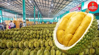Amazing Durian Harvesting and Manufacturing process, How to Export Durian? Durian factory processing screenshot 5