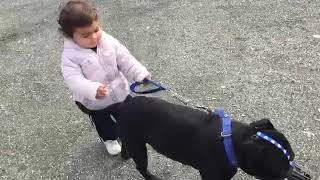 Niña De 1 Año Paseando A Un Staffy