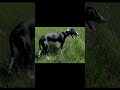 Black Dog in Meadow on Anglesey, North Wales. #blackdog #meadow #dog #animallovers