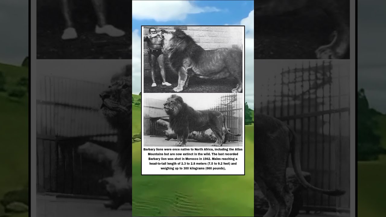 This Is The Barbary Lion Largest Of All Species Ever Lived Shorts Viralvideo
