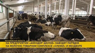 Как на ферме «Слижи» наводят порядок после приезда Лукашенко?