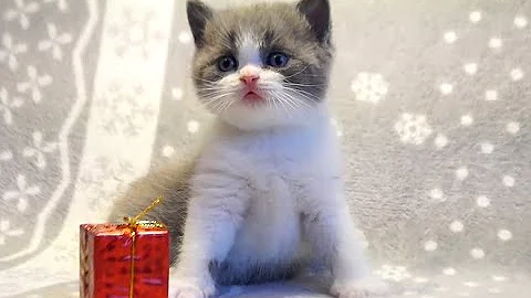 Video 732741: british shorthair bicolor kitten, british shorthair blue kitten, shorthair kittens born