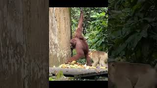 Mother Orangutan Fights Over Food.