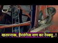 निडर, दबंग निर्ज़राका और एक रोंगटे खड़े कर देने वाला नाग रेस्क्यू... Dangerous cobra rescue by Nirzara