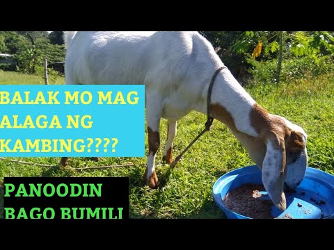 Video: Paano Bumili Ng Kambing