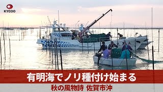 有明海でノリ種付け始まる 秋の風物詩 佐賀市