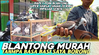 🔴JACKPOT😱 MERPATI BLANTONG HARGA 20 RIBU // GREBEK PASAR SENEN