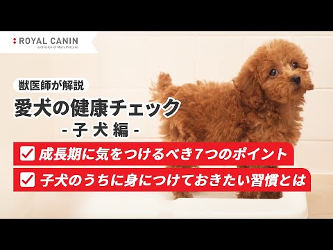 【獣医師が解説】子犬の時に気をつけるべき7つのポイント<ロイヤルカナン公式> hqdefault