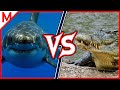 Great White Shark vs Saltwater Crocodile | ANIMAL BATTLE (+Peregrine Falcon vs Goshawk winner)