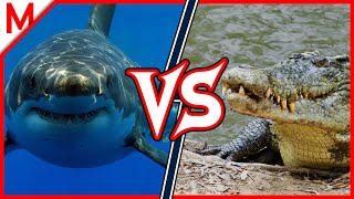 23💥Great White Shark vs Saltwater Crocodile | +Peregrine Falcon vs Goshawk winner by M from aniMals 989,047 views 4 years ago 11 minutes, 47 seconds