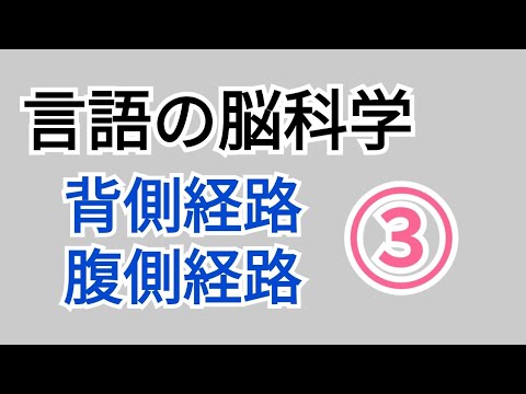 【心理学】背側経路・腹側経路の言語理解に対する機能の違い