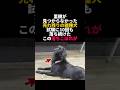 試験に10回落ちた雑種犬が災害救助犬の神様になるまでの奇跡 #じゃがいも #感動動画