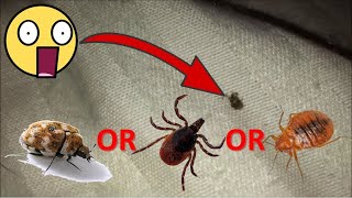 Bed Bug, Tick Or Carpet Beetle? | What Is This Nasty Bug On My Mattress?