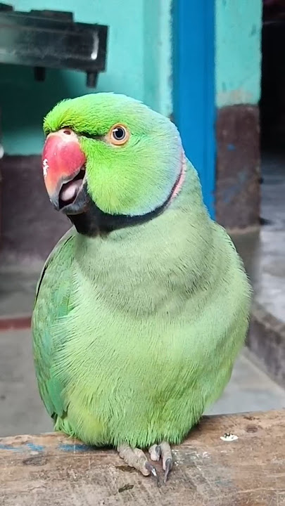 Ye Mitthu Mitthu 😍🦜😱 #shorts #mithu #parrot #cutepets #tota #popat #funnyparrot
