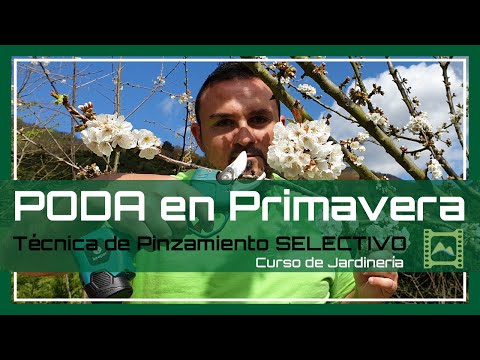 Vídeo: Poda De Poma Jove: A La Tardor I A La Primavera. Com Podar Correctament El Segon Any Després De La Sembra I El Primer? Formació De La Corona Per A Principiants Al Tercer Any