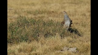 2022 TAN POINTER AUVERGNE