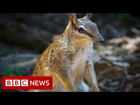 Video: A hanë milingonat numbat?