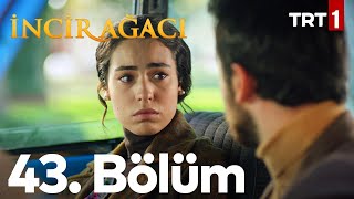 İncir Ağacı 43. Bölüm