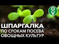 РАССАДА НЕ ПЕРЕРАСТЕТ - ПОСЕЙТЕ В ЭТИ СРОКИ! Узнайте точную дату посева томатов, перцев, баклажанов