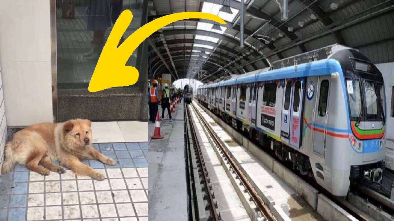CUTE DOG WAITS 12 HOURS IN THE TRAIN STATION EVERYDAY FOR HIS OWNER TO ...