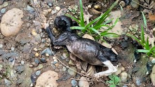 The cat faced death as he swam across the river to beg for help, his belly full of water